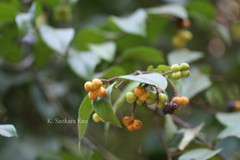 Grewia tenax